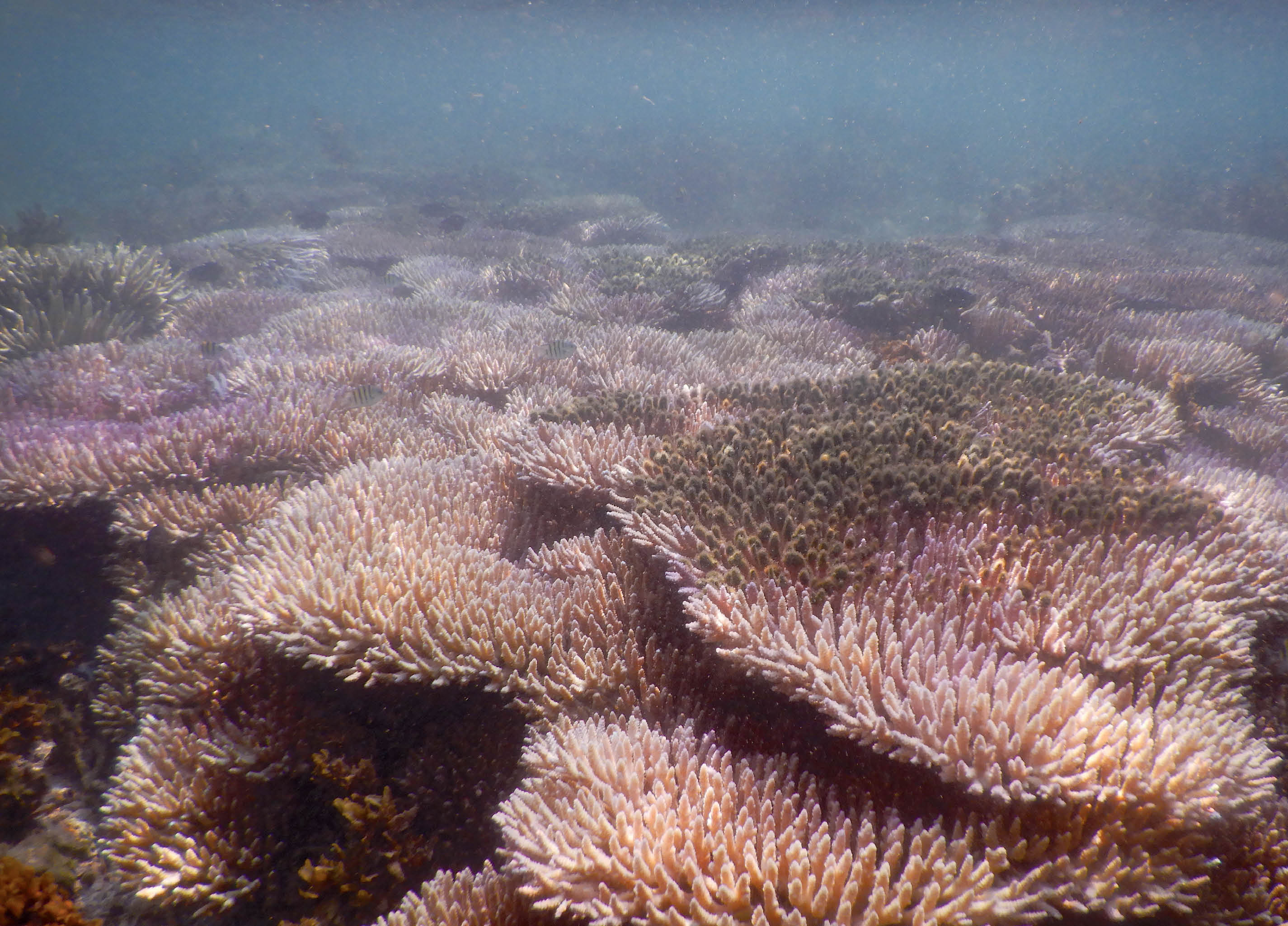 Coral Reefs in Changing Climate